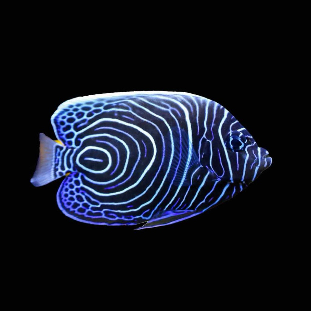 ikan bluestone asli blustun asli emperor angelfish juvenile