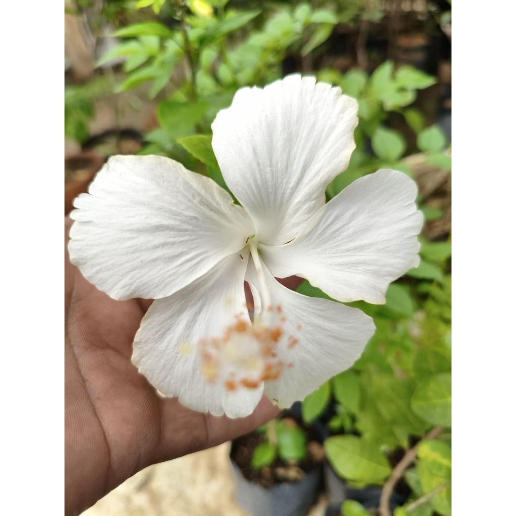 tanaman hibiscus variegata/bunga sepatu variegata