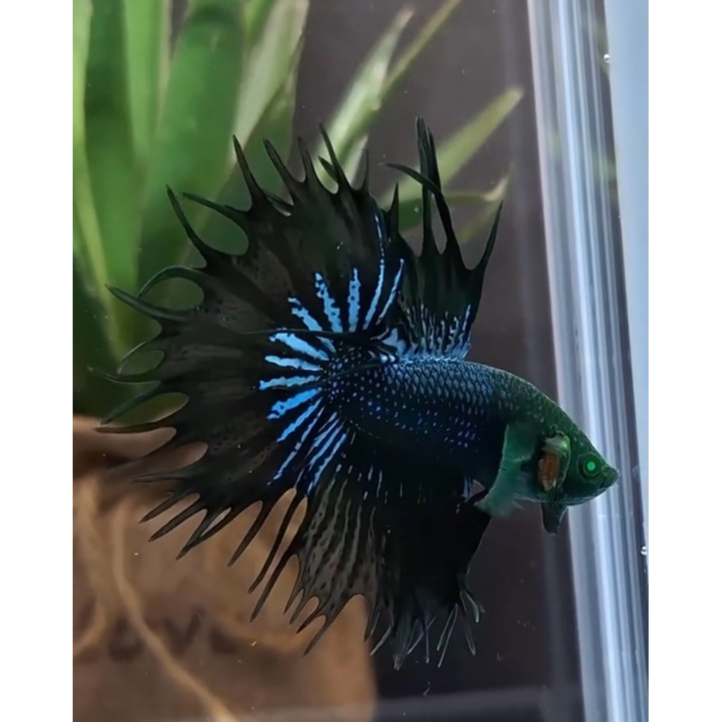 cupang CT hulk crowntail