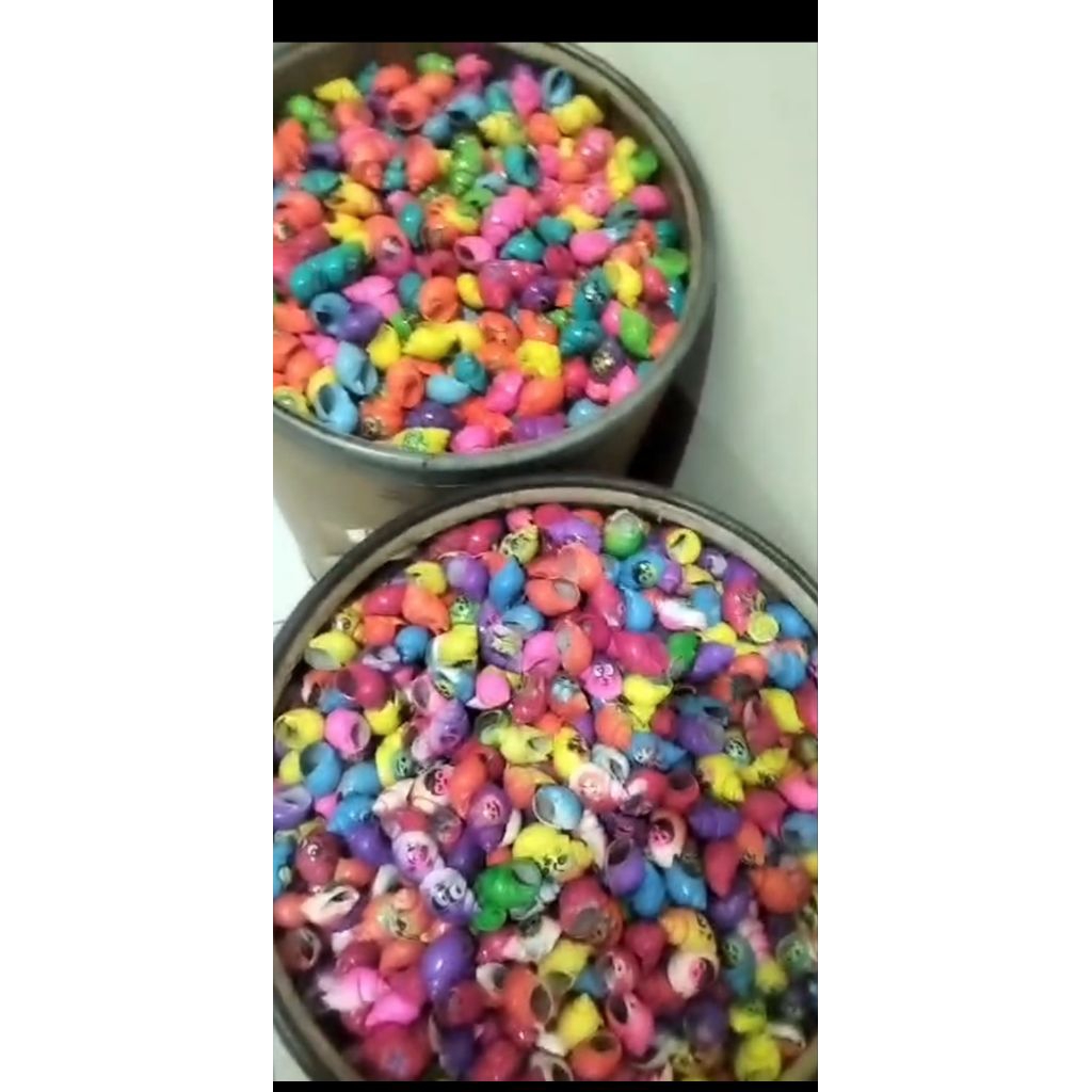 cangkang warnan klomang