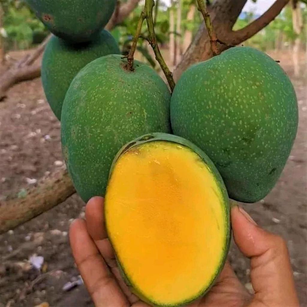 Bibit Tanaman Mangga Madu Okulasi