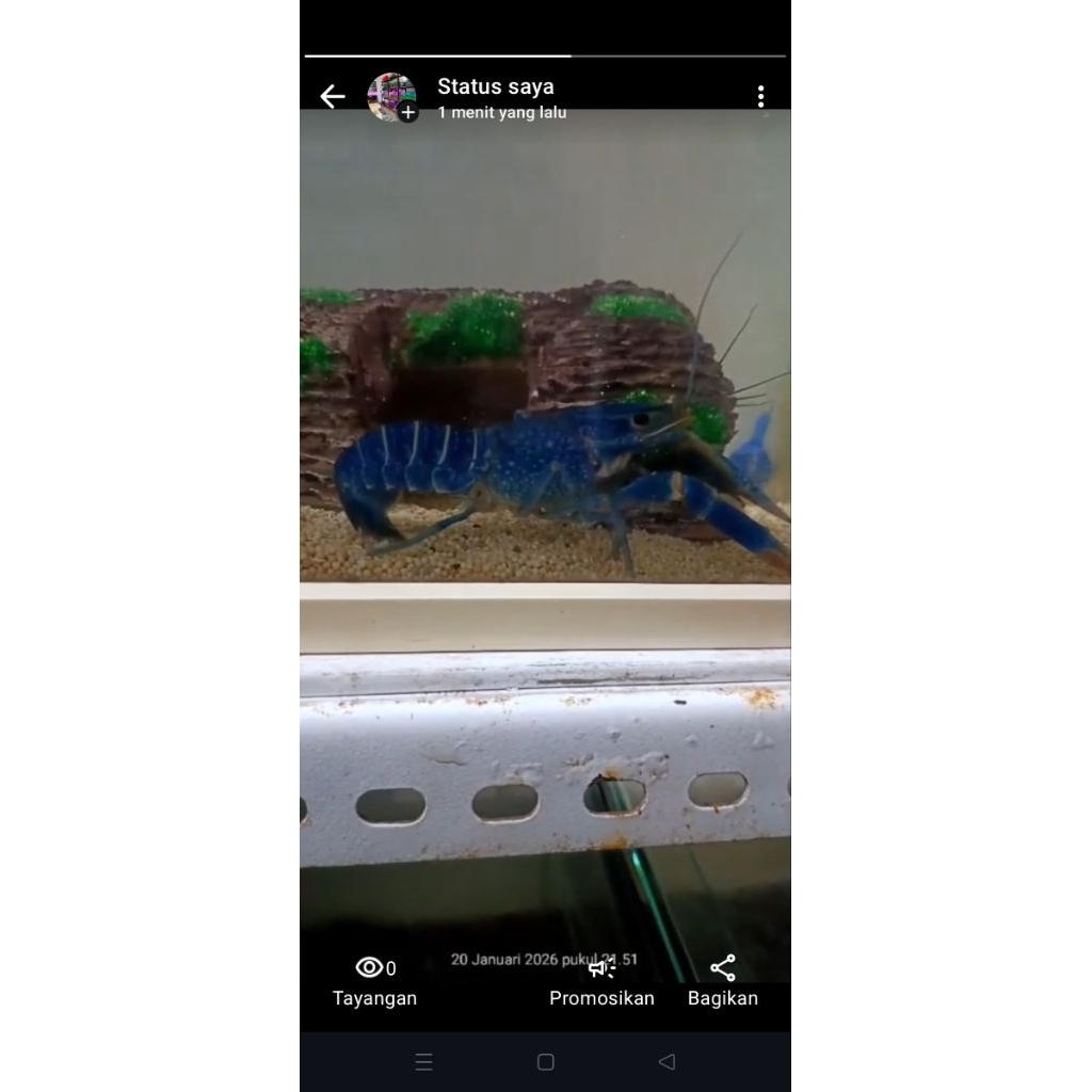 Hiasan Sultan Lobster Air Tawar Blue 10cm