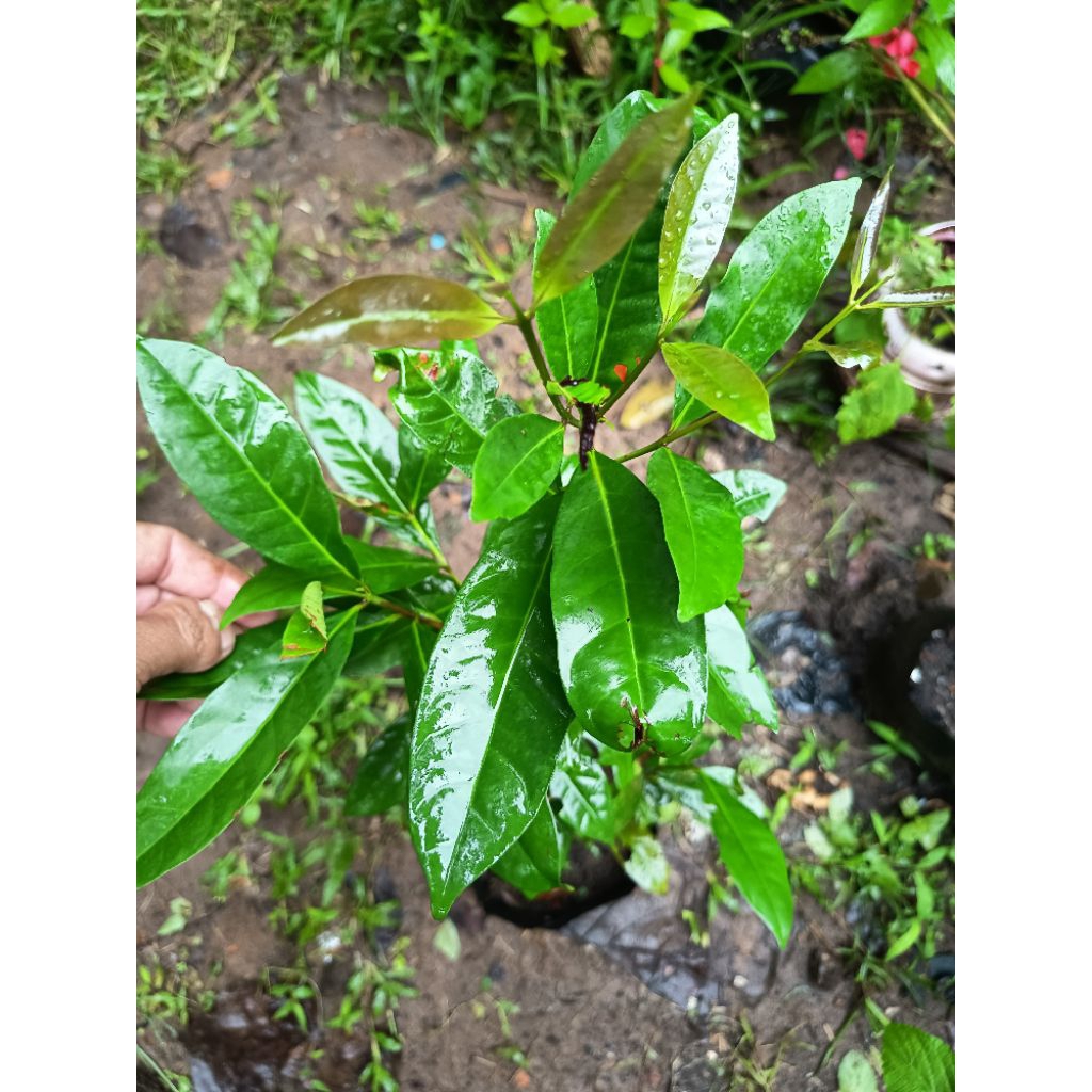 Pohon Salam Ukuran Besar