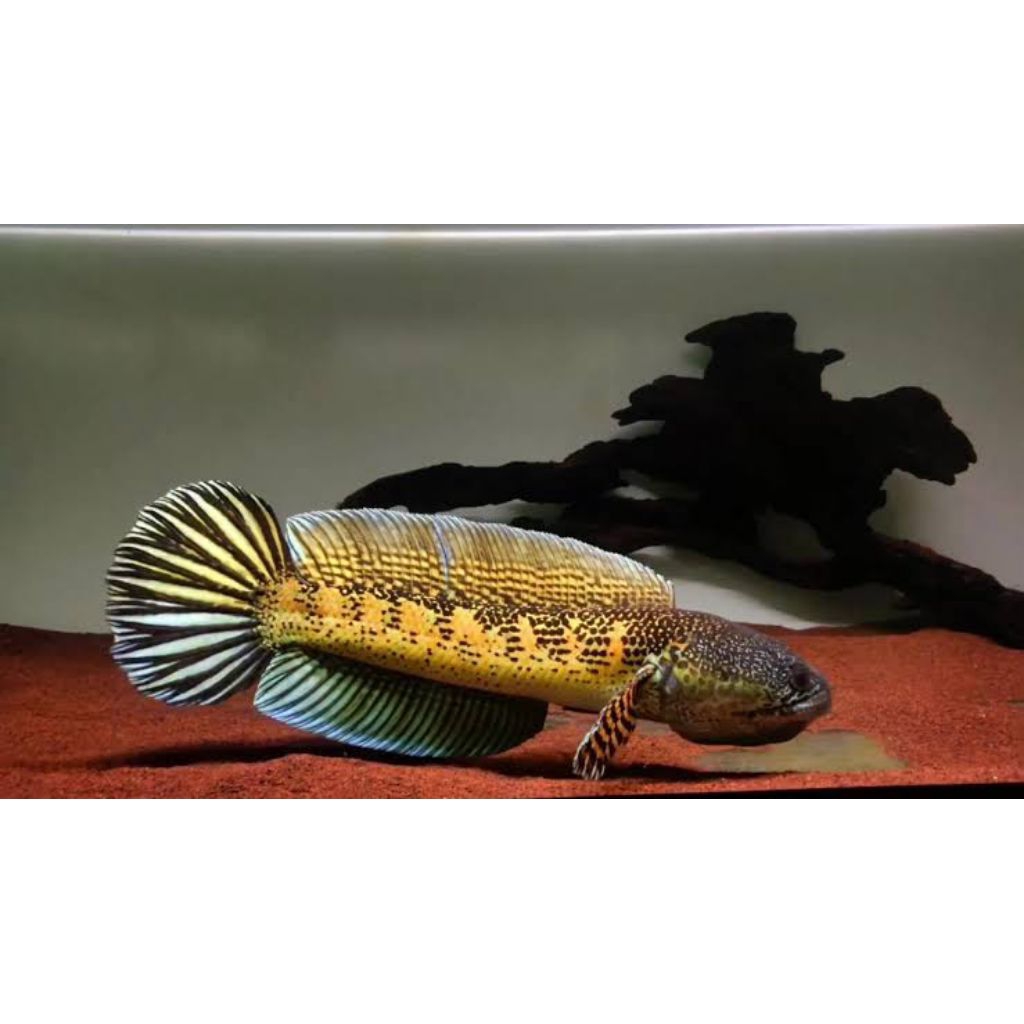 paket 10 ekor auranti calon gondrong size 3-5 cm