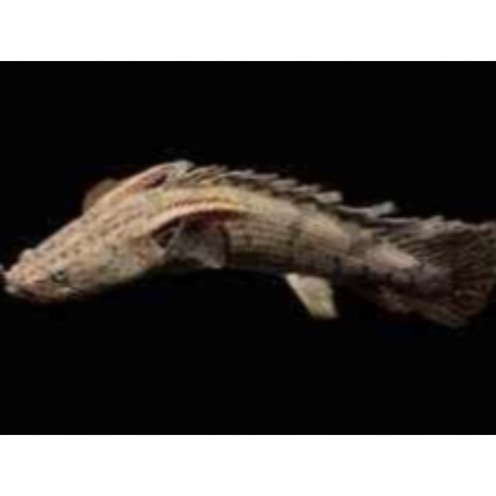 Palmas endlichery size 18-20 cm