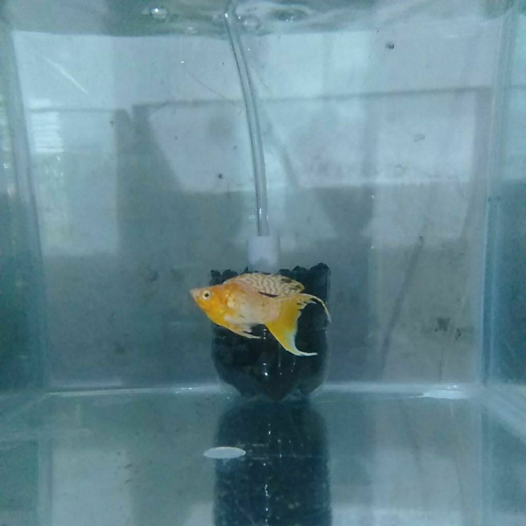 stiker ikan molly gold cawang