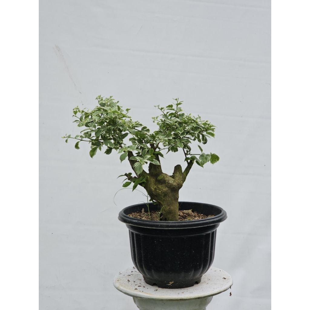 Bougenville Import Sakura Blacan