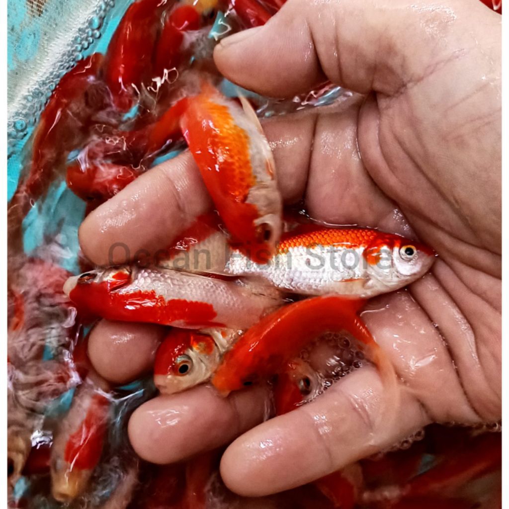 Ikan Komet Ikan hiasan Aquarium Kolam Ikan Mainan Anak2