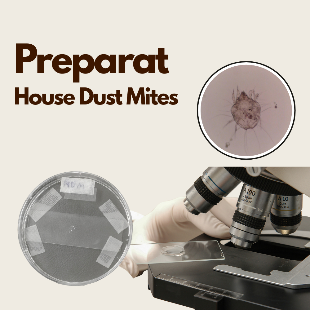 Preparat parasitologi house dust mite (dermatophagoides sp.) dan storage mite (blomia tropicalis dll
