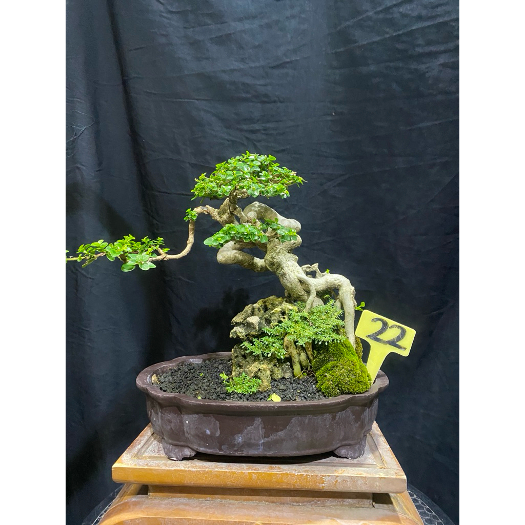 Bonsai Sancang Ort ori small kontes
