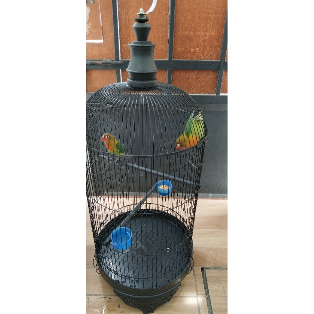 burung lovebird sepasang+kandang