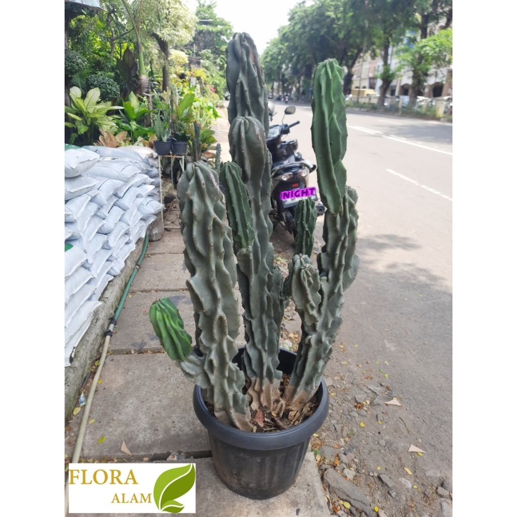 Tanaman Kaktus Lilin Cabang