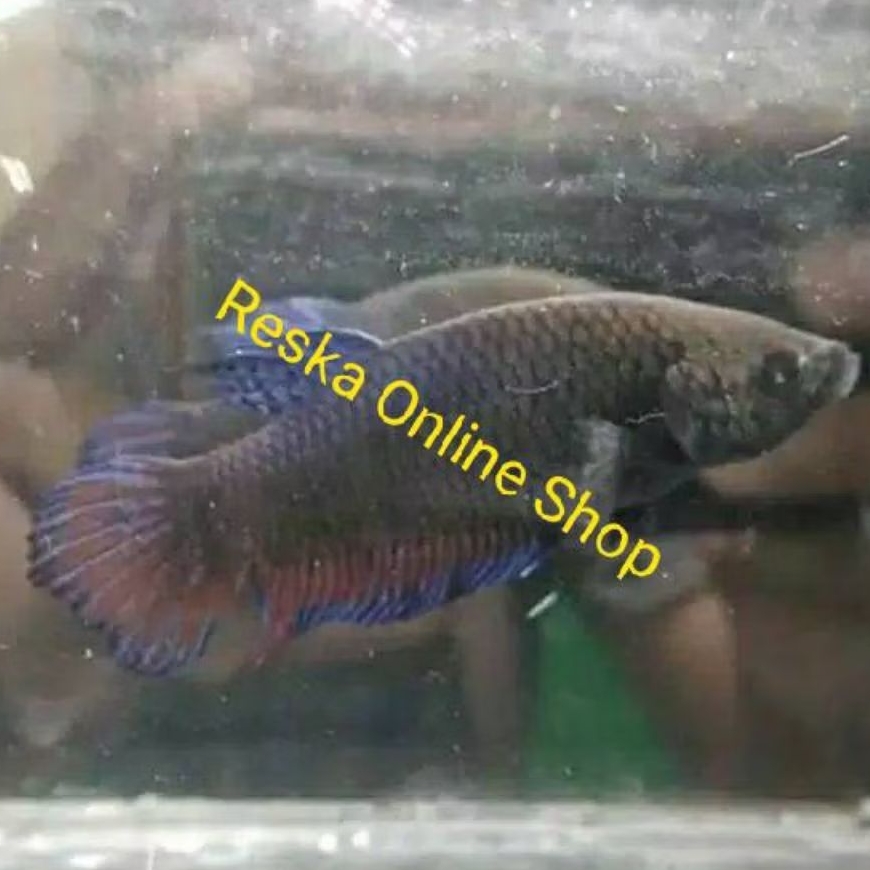 Ikan Cupang Aduan Fighter Import Ipoh Malaysia Original Betina Indukan Top Champion