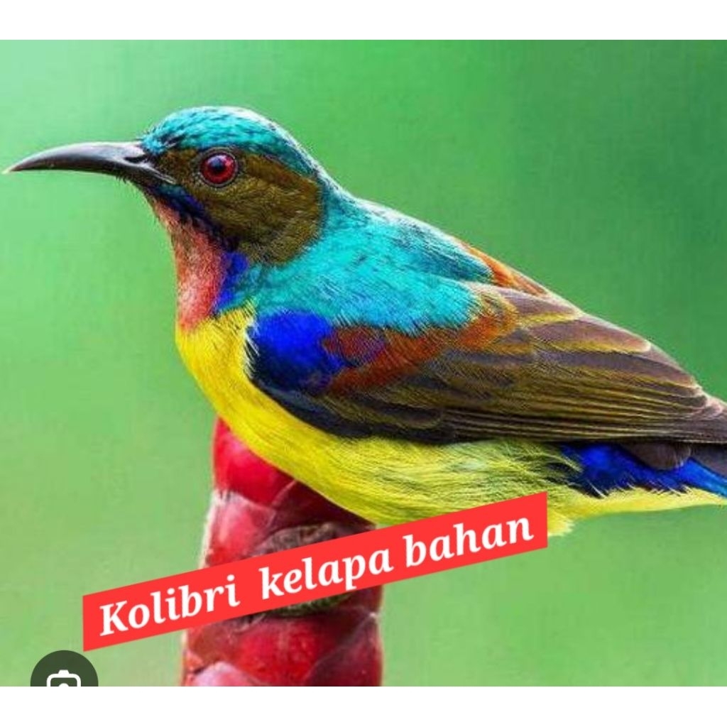 kolibri kelapa korlap jantan pilihan