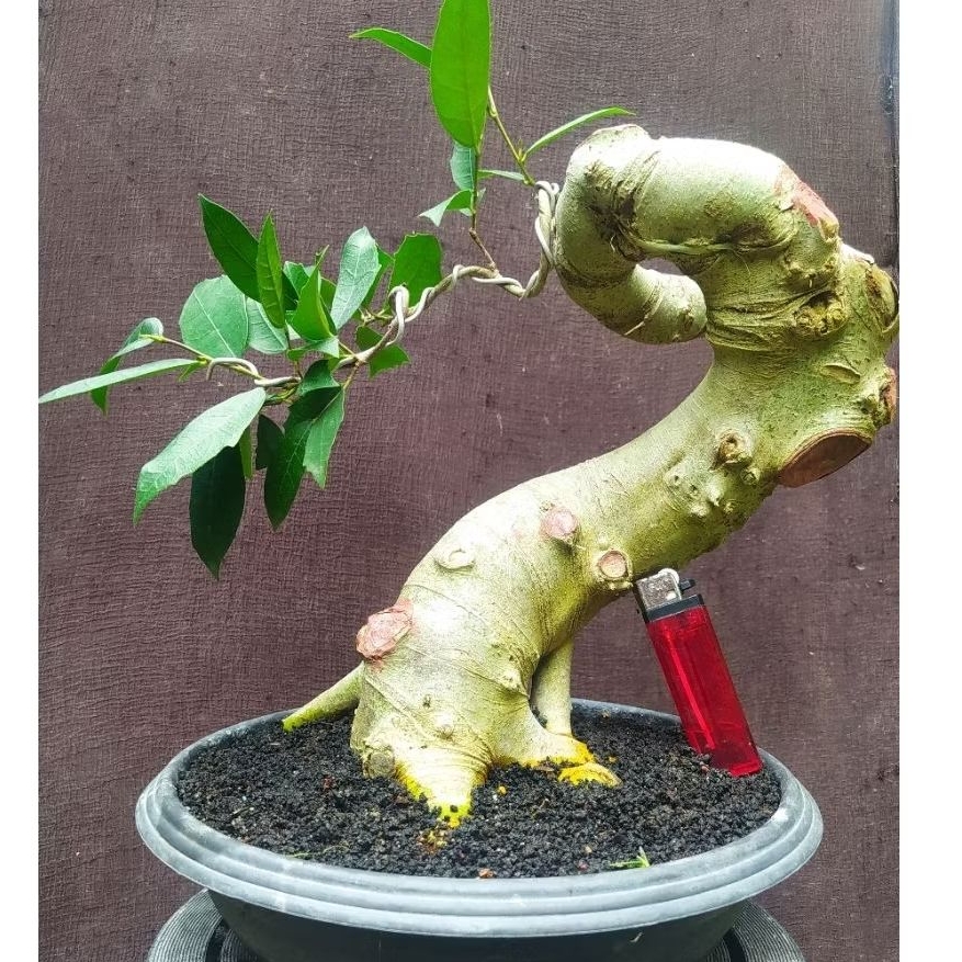 bonsai amplas / ficus ampelas putih program cakep realpict + pot