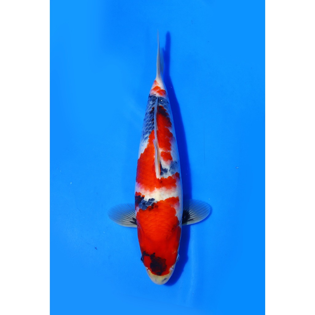 TKC Koi Import Showa Isa Koi Farm Size 36 cm - Tropikal Koi