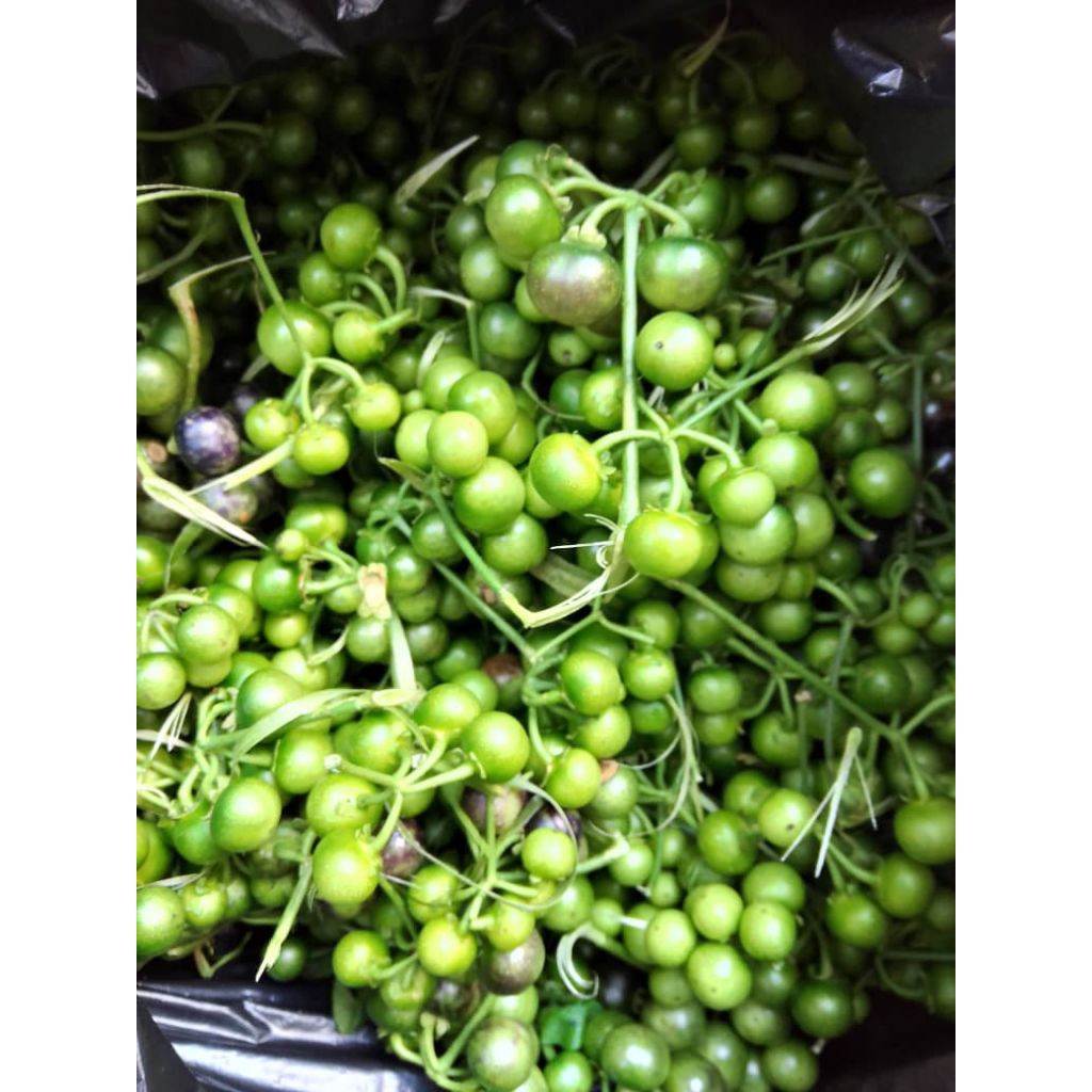 Leunca sayur segar 500gram