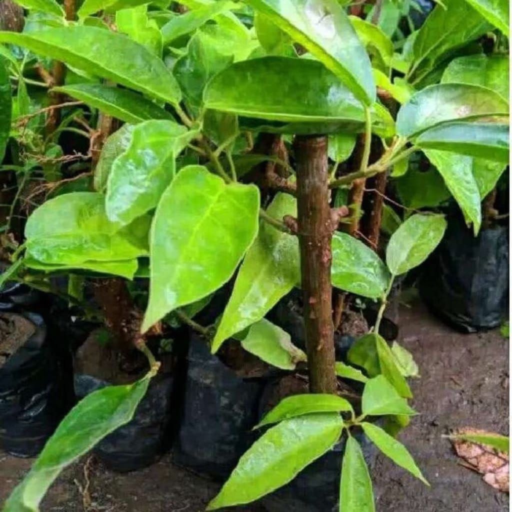 Bibit Tanaman Cincau Perdu Cincau Hijau Cincau