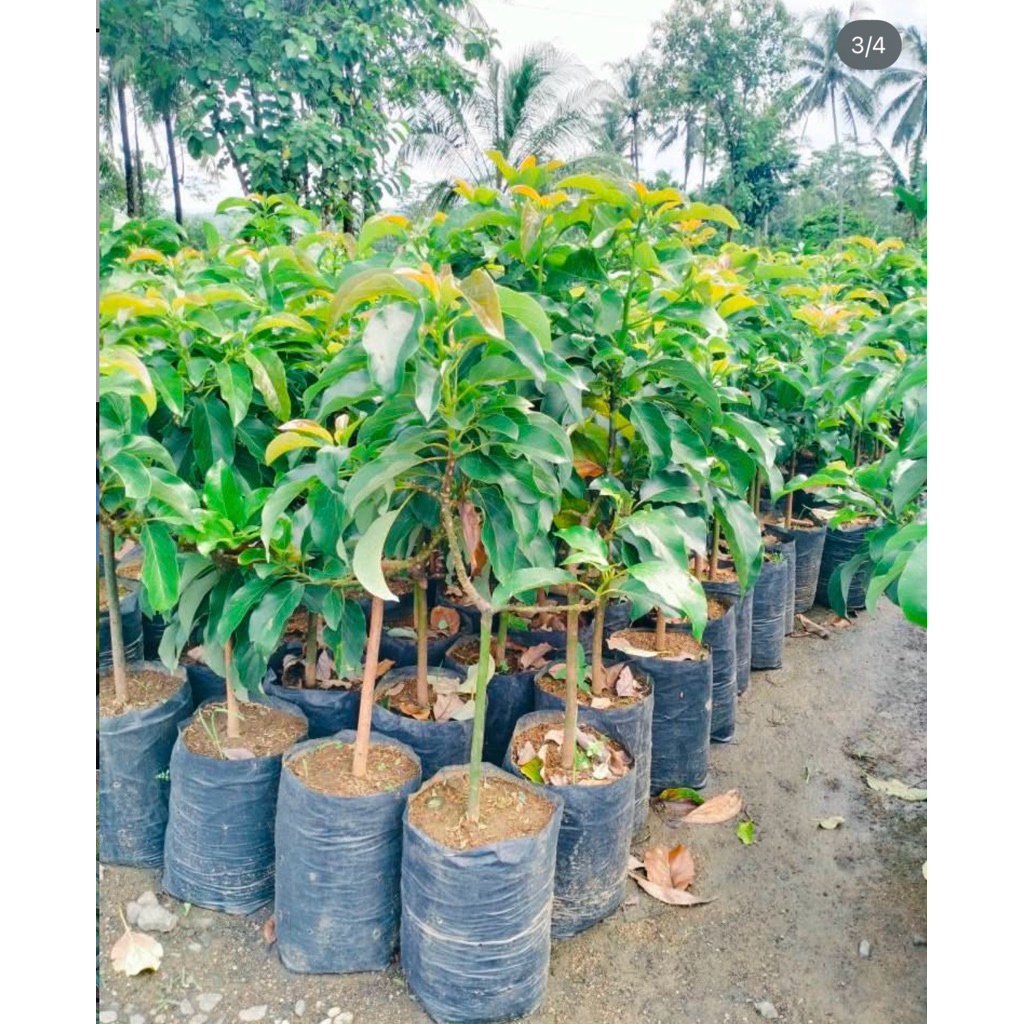 Bibit Alpukat Miki Batang Besar Tua