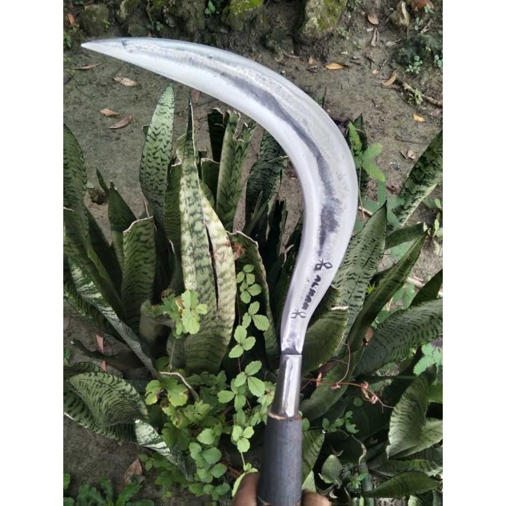 sabit rumput ranting