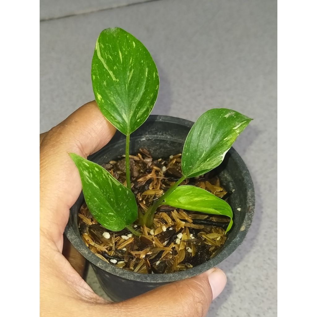 Homalomena Thai Constellation Stardust Pink sesuai pict