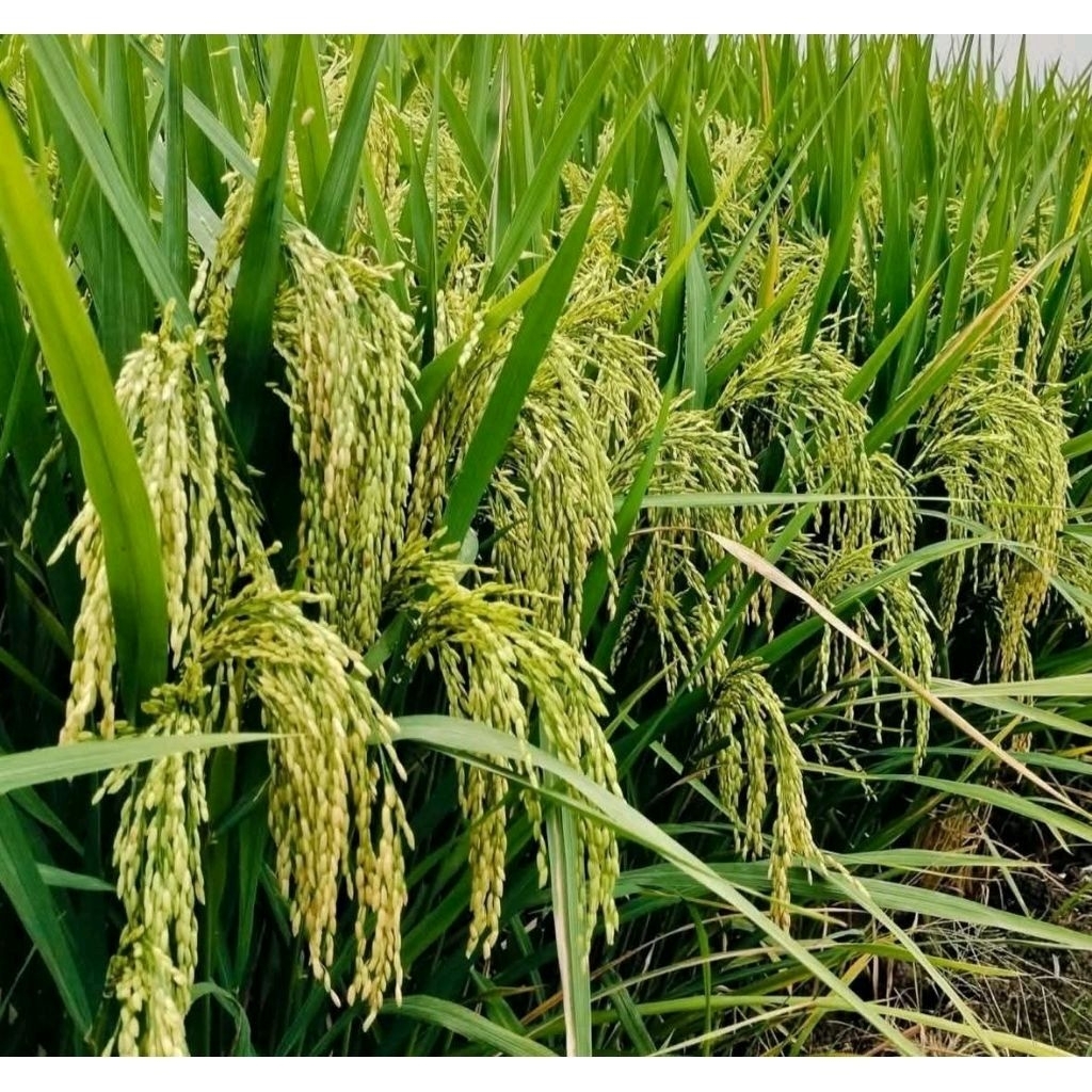 BENIH PADI TRISAKTI UMUR GENJAH 75 HST 5KG