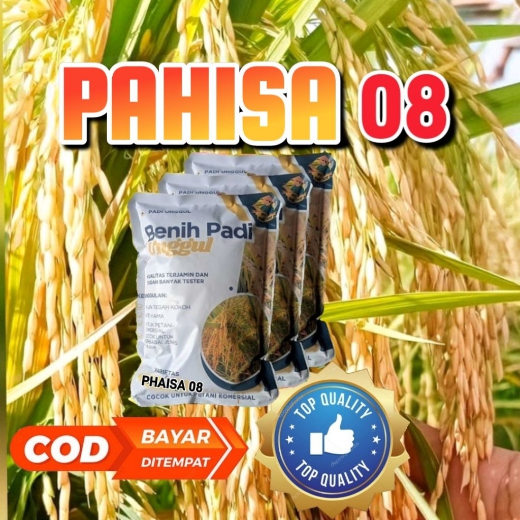 Benih Padi Hibrida Pahisa 08 1Kg - Malai Panjang, Hasil 11 Ton/Ha