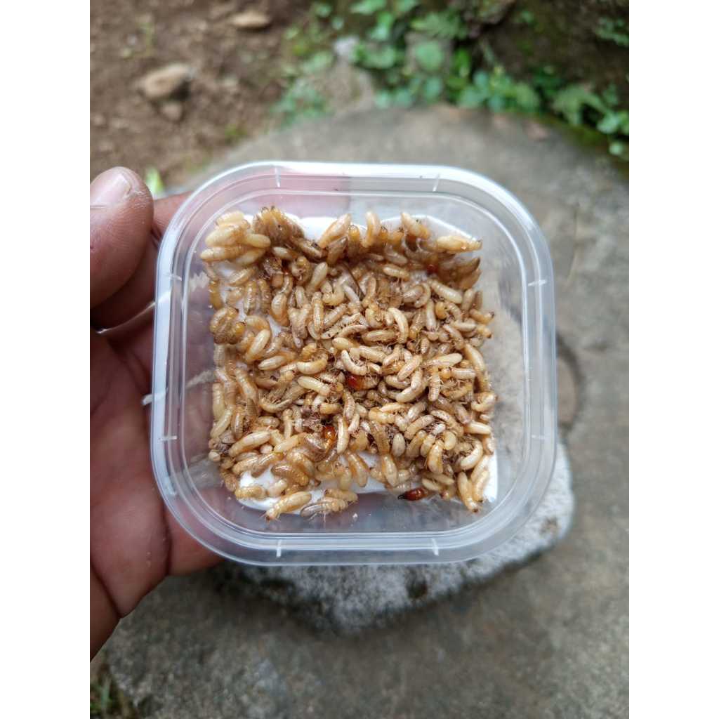 POA PUA RENGAS UMPAN IKAN WADER UMPAN JITU