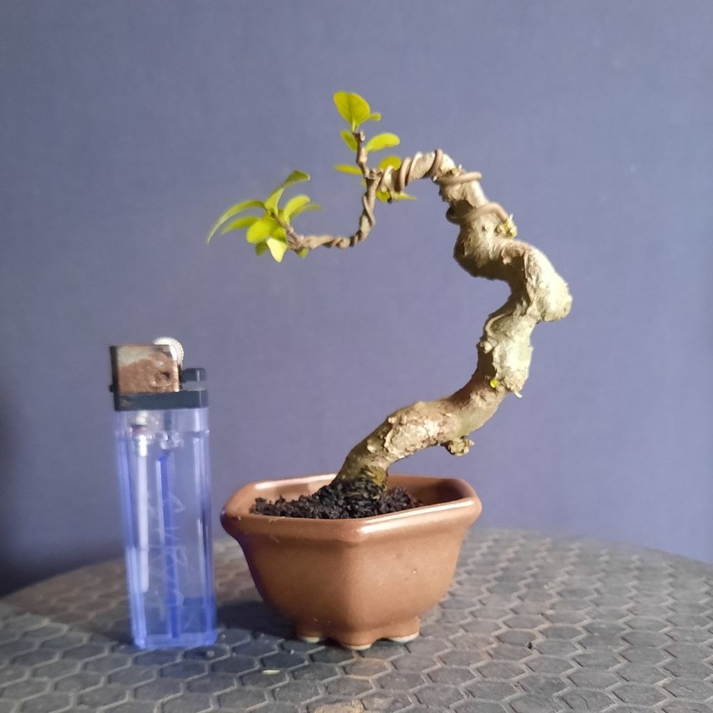 bonsai anput realpict fullset