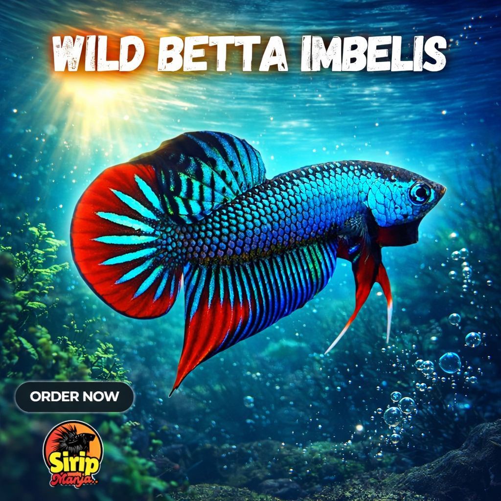 Wild Betta Mahachai Green - Authentic Wild Betta Variety