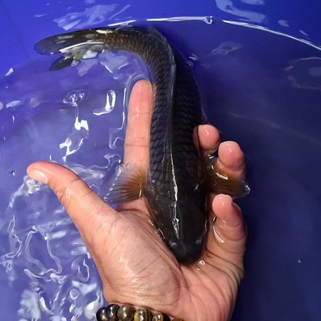 Ikan Koi Blitar Jenis Chagoi / Rumah Koi Jakarta / kode 0011