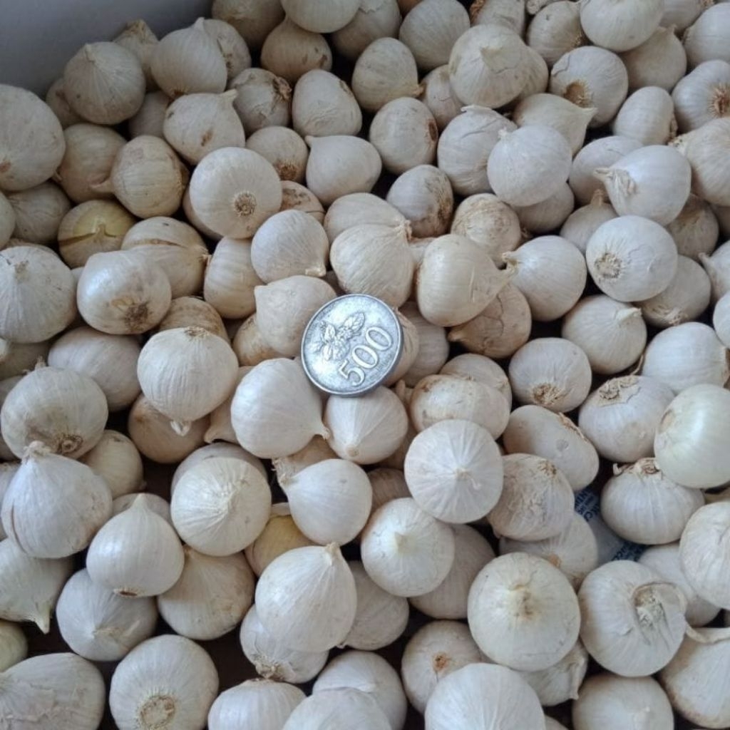 Bawang tunggal lanang 1kg