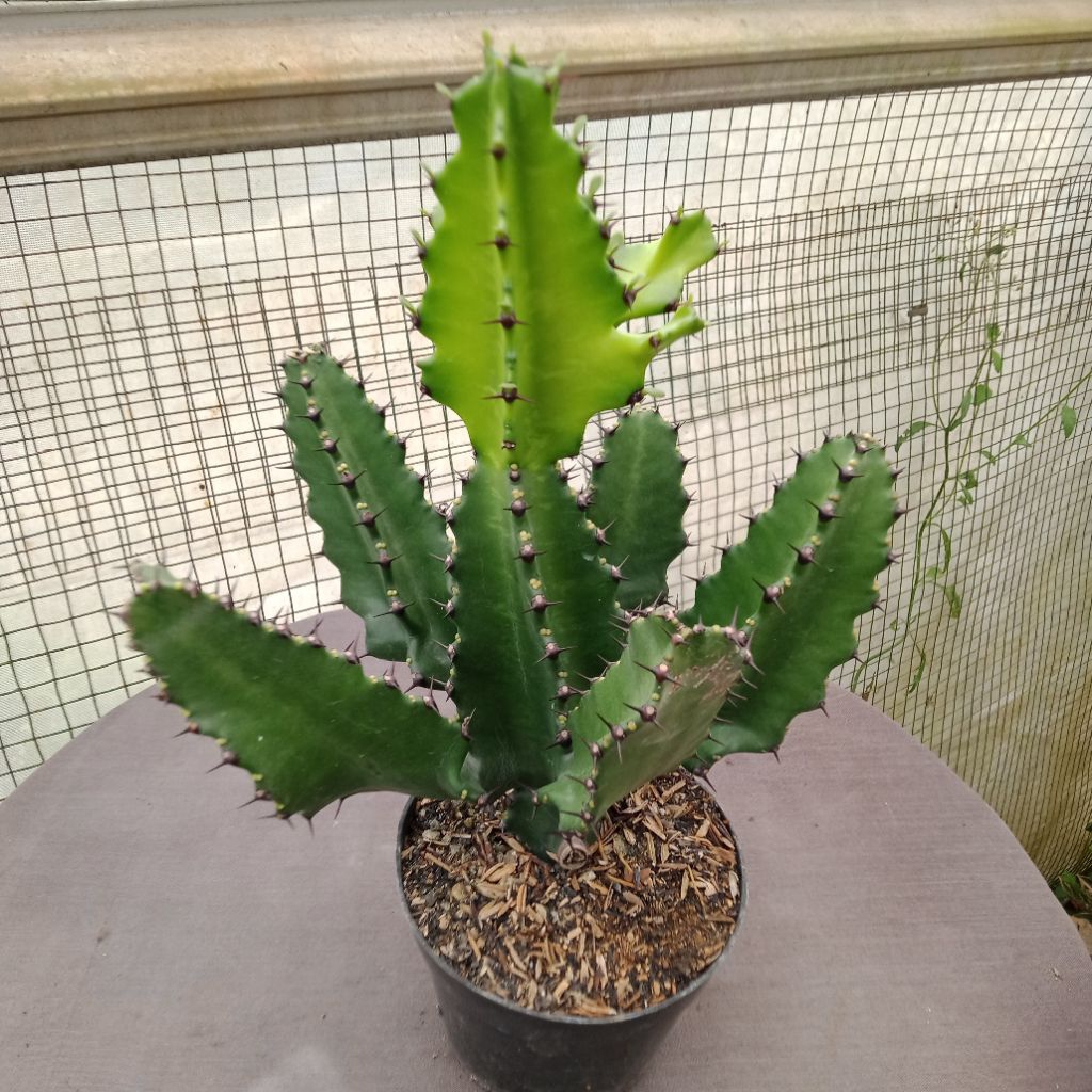 euphorbia ingens ( sudah bercabang)
