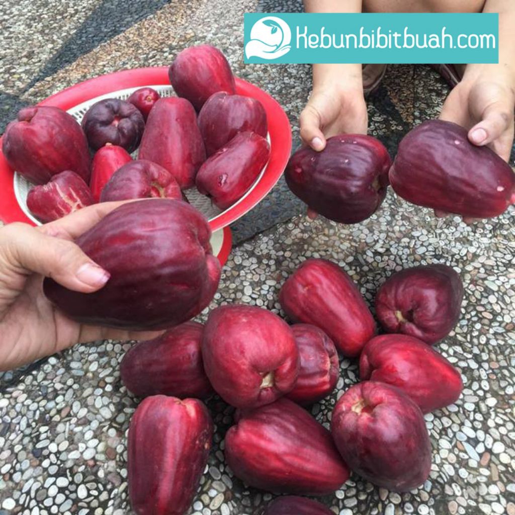 Buah Jambu Bol
