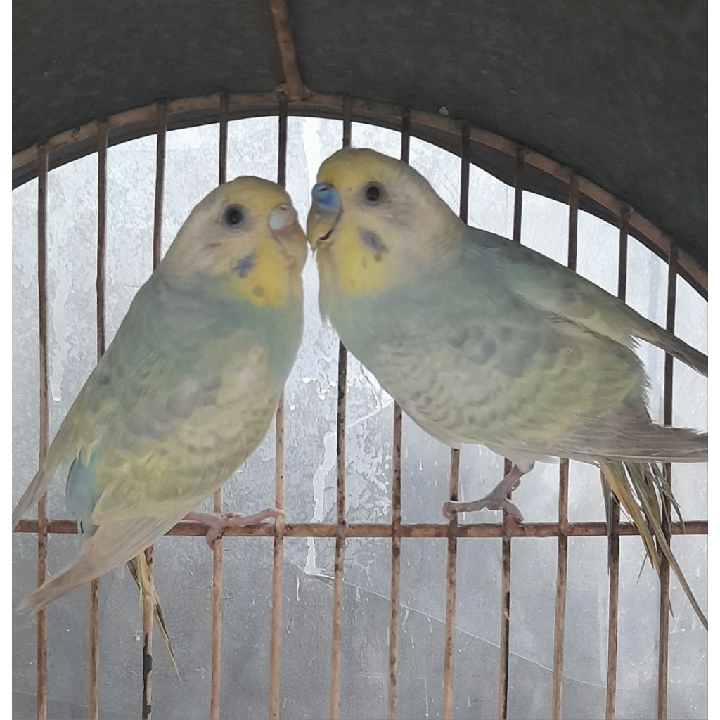 Burung Parkit Lokal sepasang siap breeding mutasi Yellowface FullBodyGreywing Cobalt seperti Rainbow