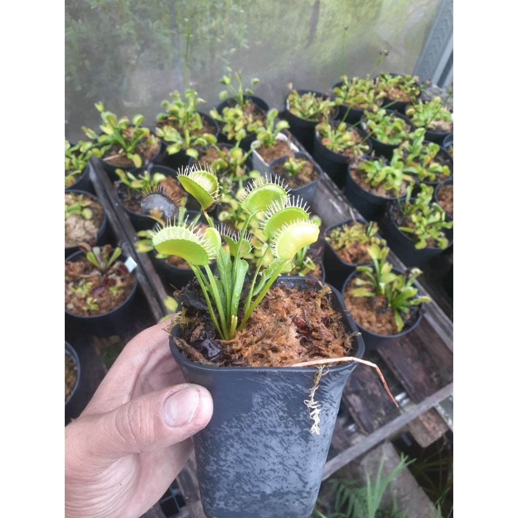 Venus Fly Trap  Dingley Giant