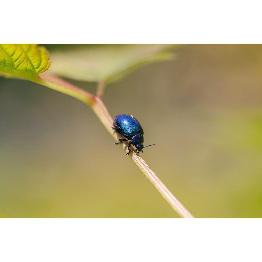kumbang koksi biru 10 ekor