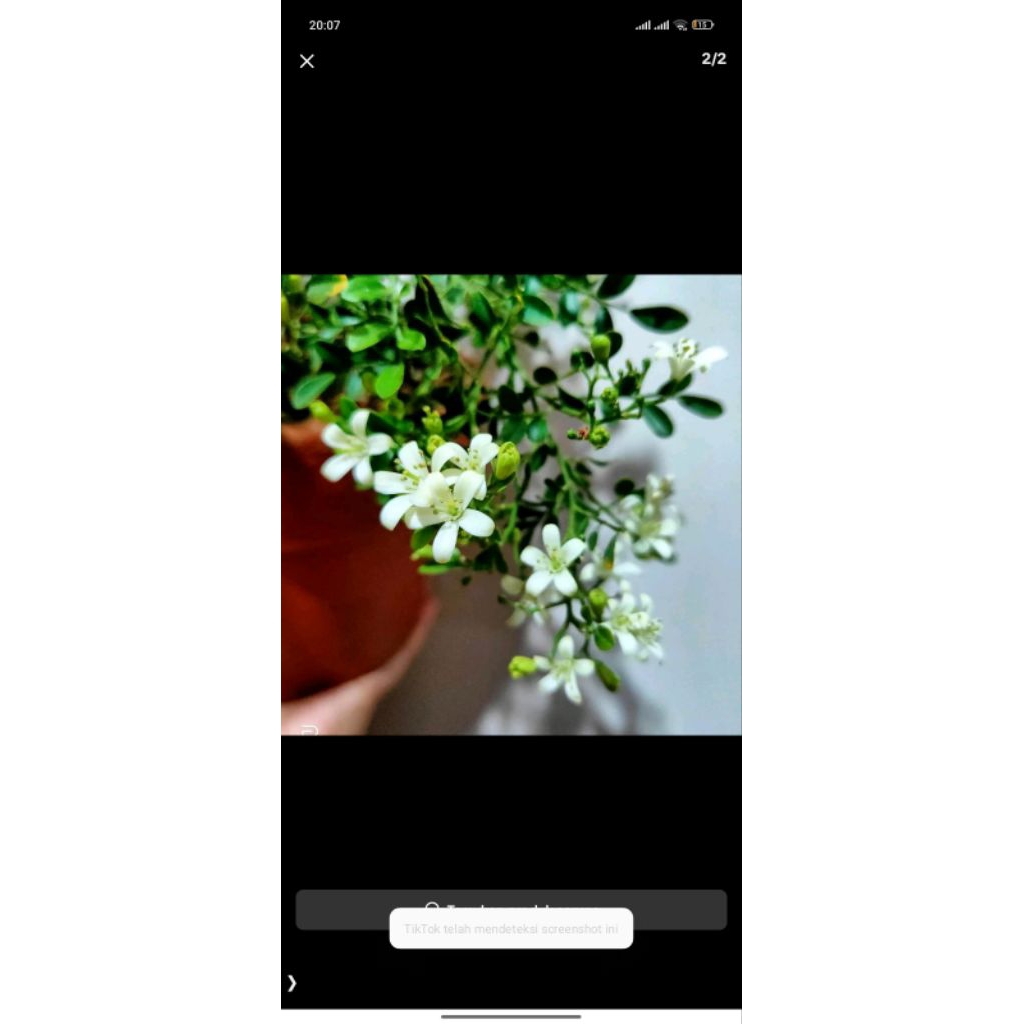 Tanaman bunga kemuning wangi kemuning mini kemuning micro kemuning mikro
