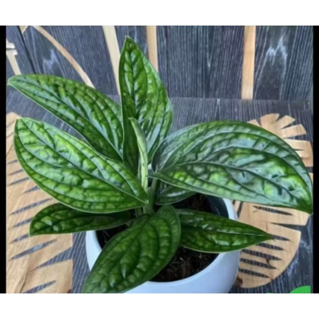 Tanaman Hias monstera sirih badak- sirih badak - monstera sirih badak