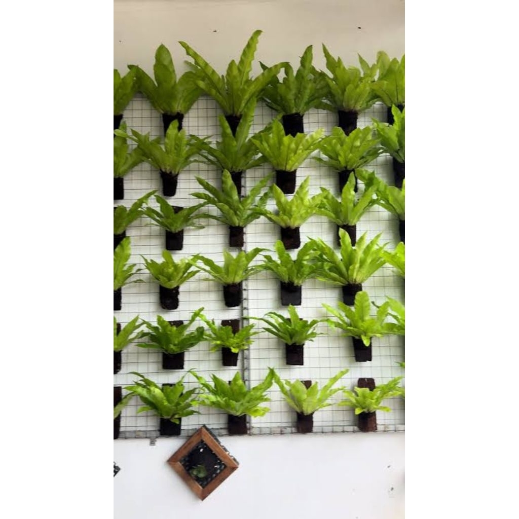 kadaka+media tanam papan pakis/Tanaman hias kadaka