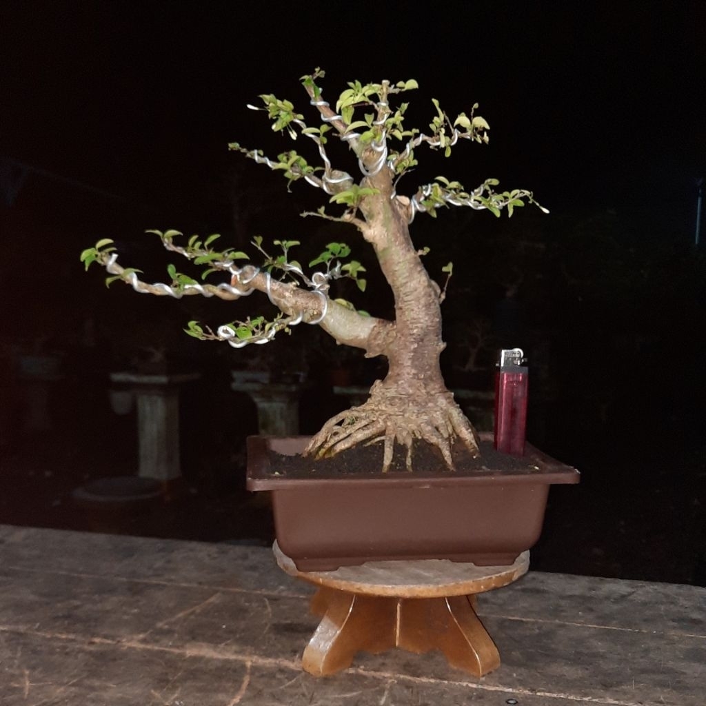 bonsai anting putri small anput realpict
