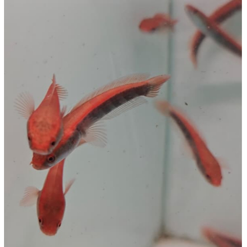 Red Barito Sortiran Terbaik Super Merah 7-8cm