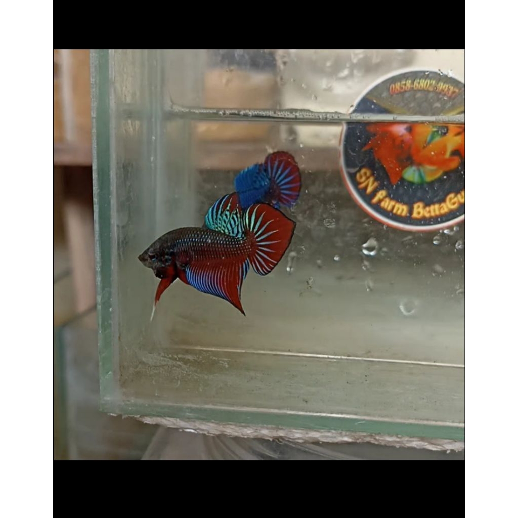 wild betta Splendens hybreed phuruea