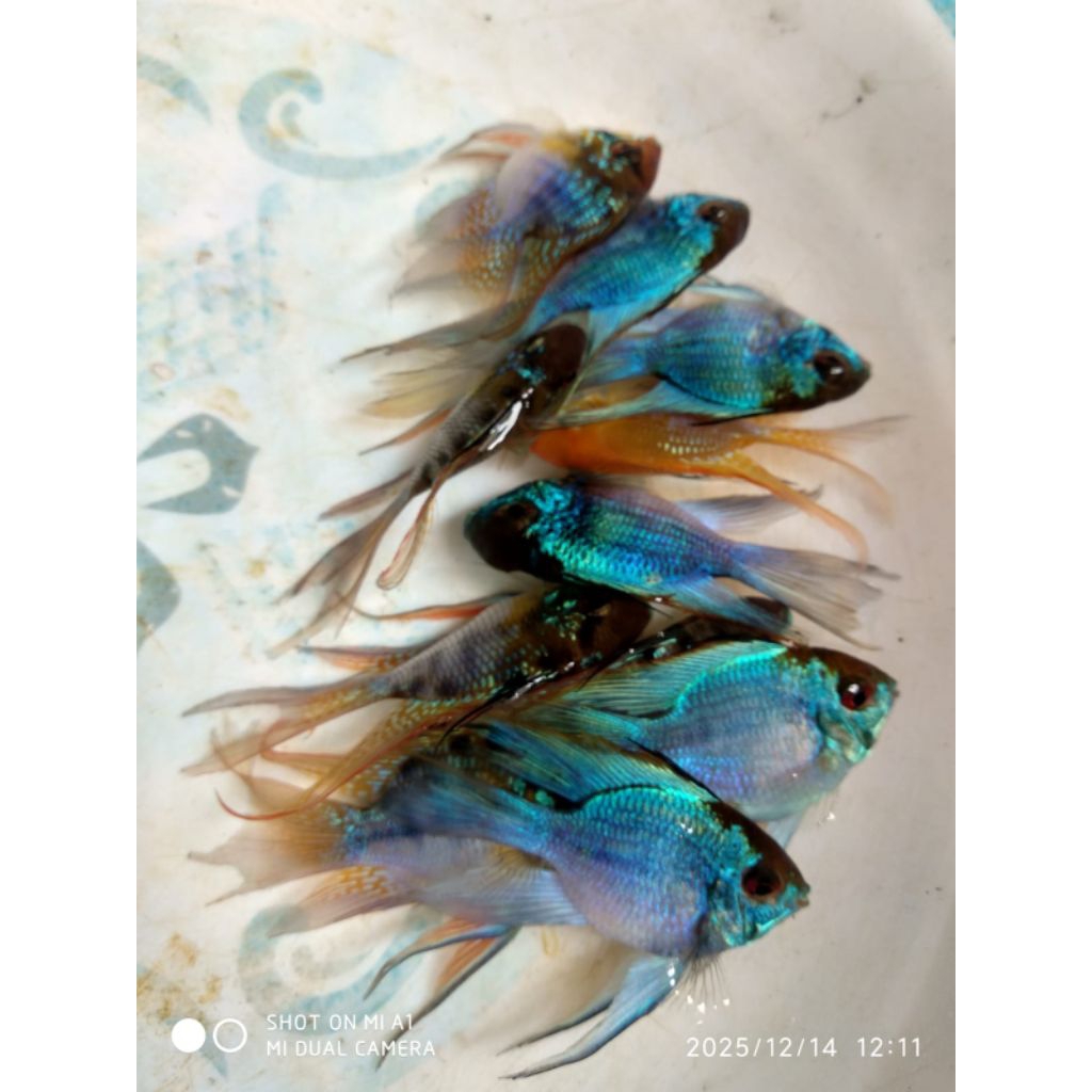 Ramirezi Lemon Balon Slayer Pair Proven Siap Breed Qualitas