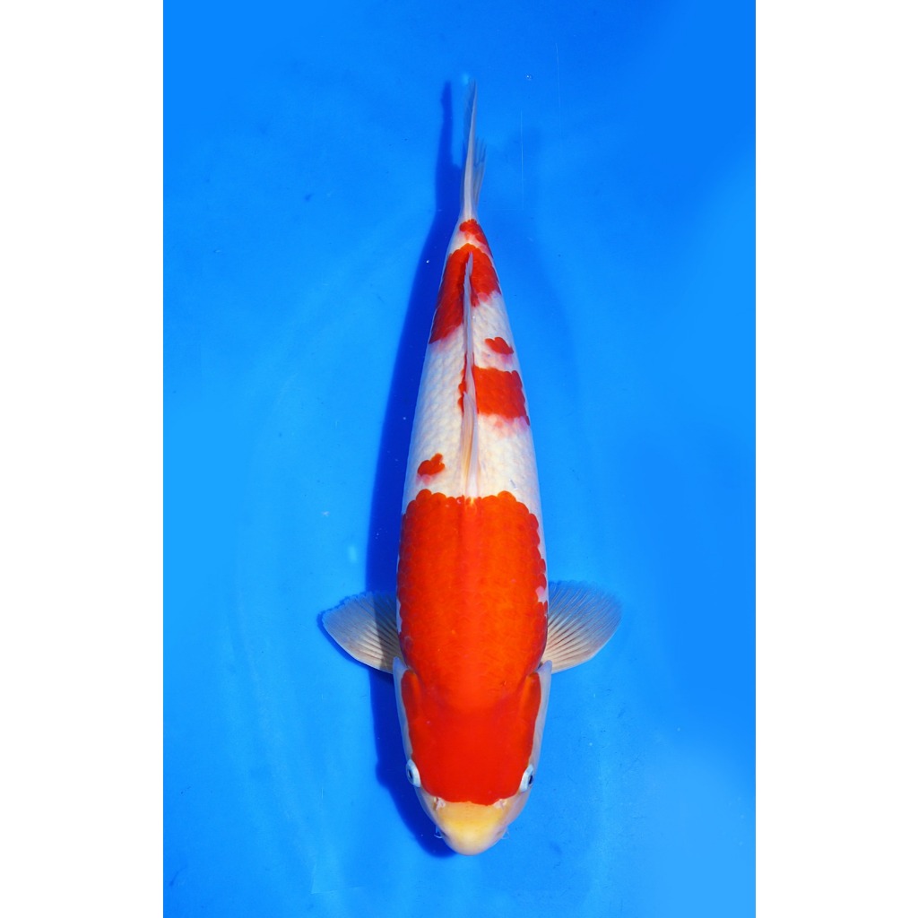 TKC Koi Import Kohaku Nogami Koi Farm Size 45 cm - Tropikal Koi