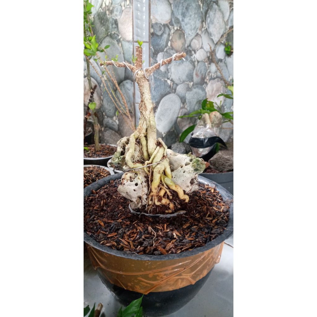 Bahan Bonsai Sakura Mikro
