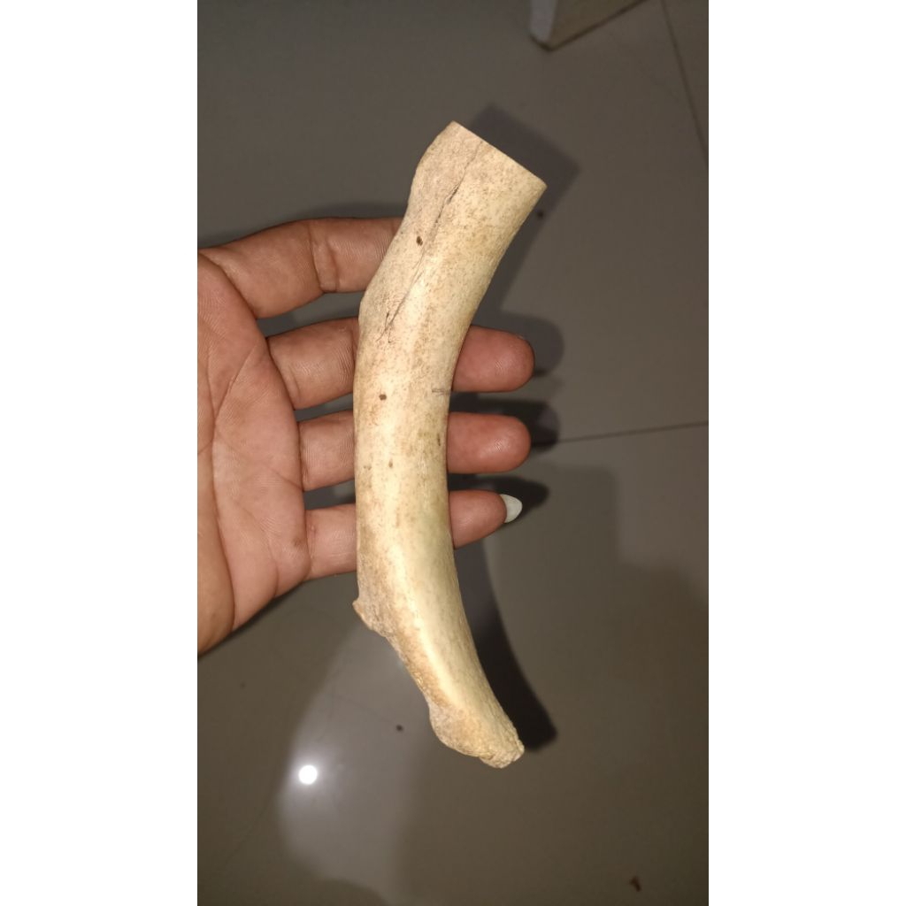 Tulang rusuk ikan duyung