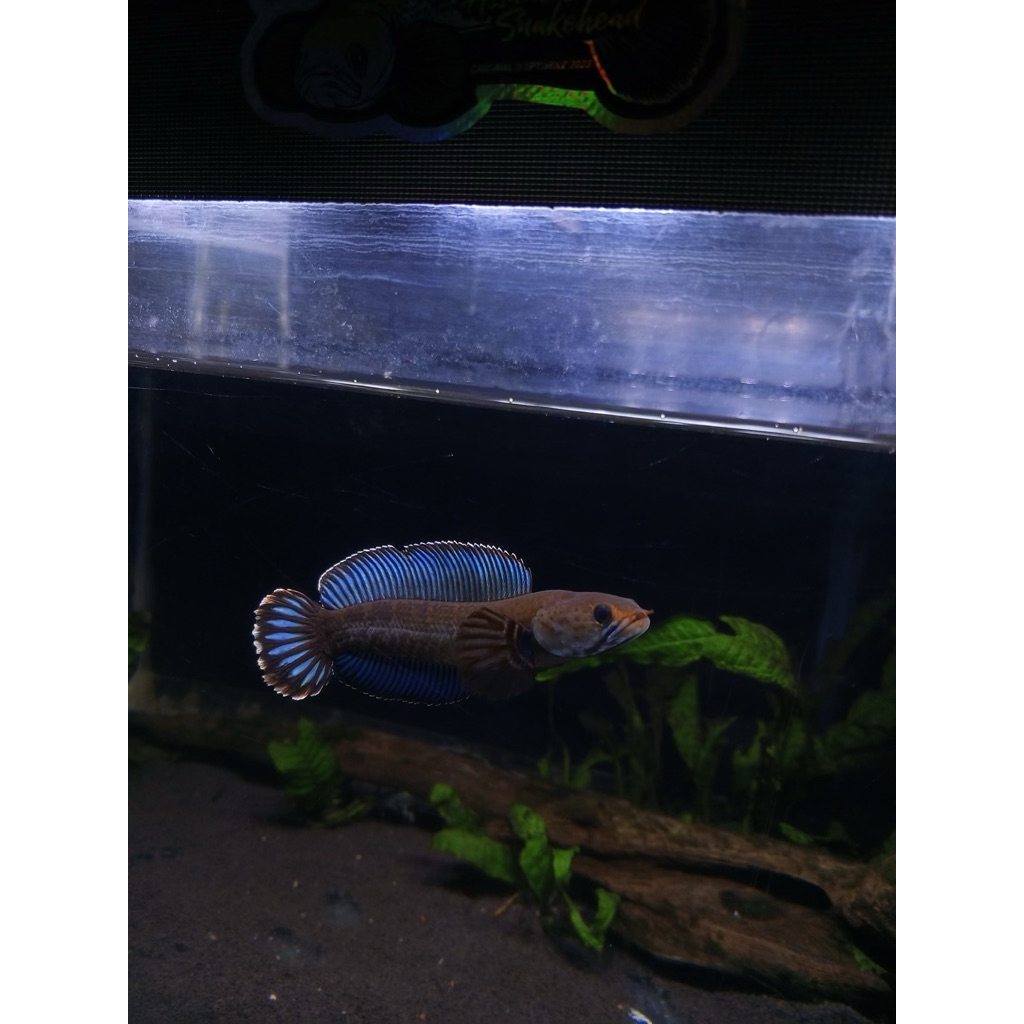 channa andrao kualitas 4-5cm