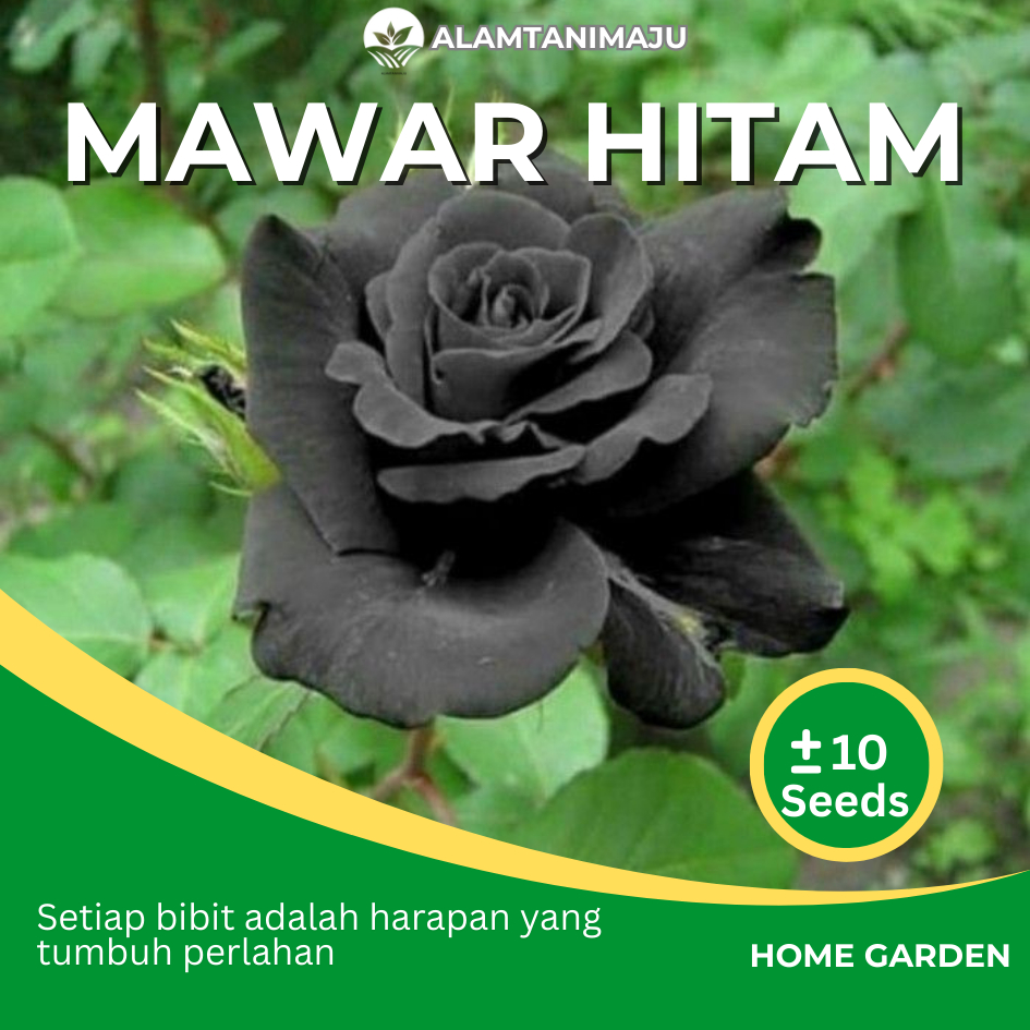 Alamtani - Benih MAWAR HITAM Biji Bibit Bunga Mawar Hitam Black Rose Isi ± 10 Seeds