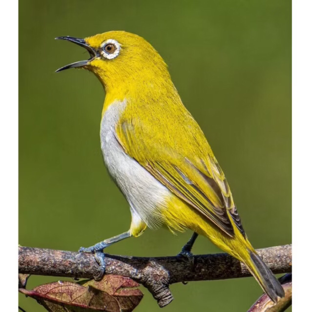 Pleci Bustomi Pilihan Jantan super